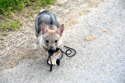 Étalon Spitz des Visigoths - Äsgard Los Nobles Del Norte