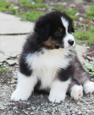 Étalon Berger Australien - American Sioux du Domaine D'Arinella Bianca