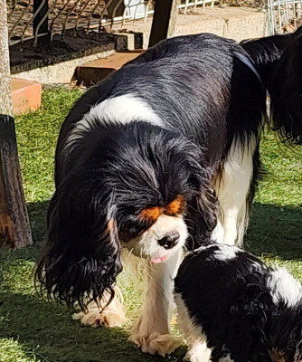 Étalon Cavalier King Charles Spaniel - Tanaèle De la geode