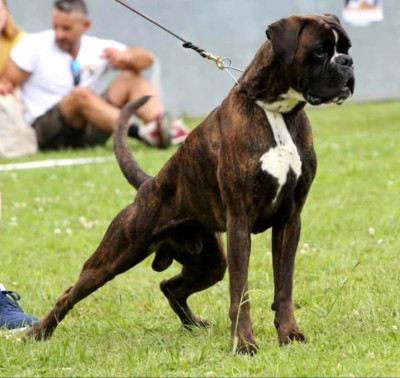 Étalon Boxer - CH. ANDREYBOX GEM