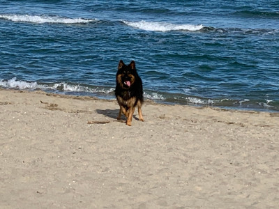 Étalon Berger de boheme - Hendrix od brány ráje