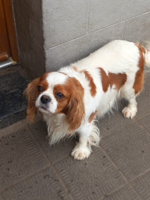 Étalon Cavalier King Charles Spaniel - Scarlett de la Prevote de Saint Vaast