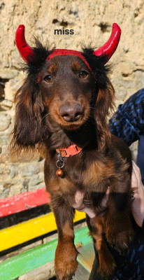 Étalon Teckel poil long - Hungarian gold Artemis