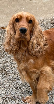 Étalon Cocker Spaniel Anglais - Vesppa Des Moulins Etoilés