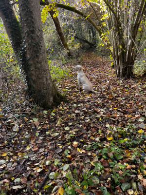 Étalon Labrador Retriever - Ukraine ulika De Javelot Des Granges