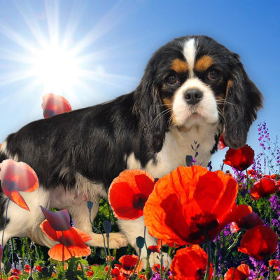 Étalon Cavalier King Charles Spaniel - Voici de la plaine du Jaelma
