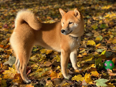 Étalon Shiba - UMAN du Domaine du Clos Benoît