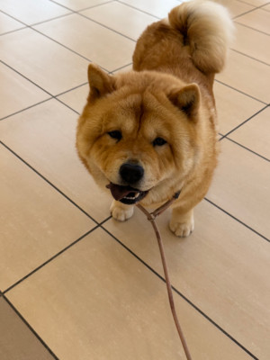 Étalon Chow Chow - Famous Dream UBBY ONE