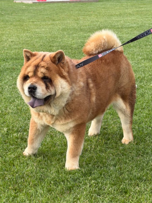 Étalon Chow Chow - Famous Dream U'NOUGAT