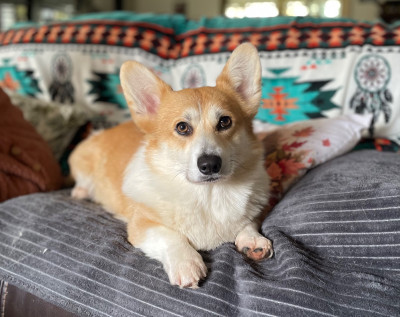 Étalon Welsh Corgi Pembroke - Milk Wood Tea for Two