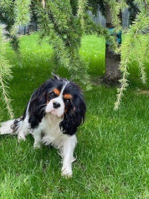 Étalon Cavalier King Charles Spaniel - uthor Du Millésime Champenois