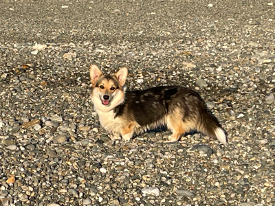 Étalon Welsh Corgi Pembroke - Prinkadiam Va Mon Amie Va