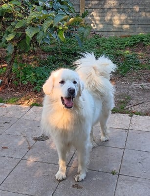 Étalon Berger de Podhale - Tatra - Sniezka spod samotnej limby