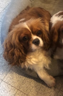 Étalon Cavalier King Charles Spaniel - Unfinie de l'Aube des Hortensias