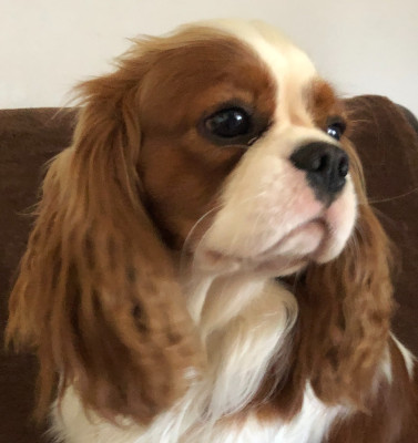 Étalon Cavalier King Charles Spaniel - Vizir Du Royaume De France