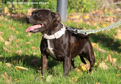 Étalon Staffordshire Bull Terrier - Ashbringer Stella night dream