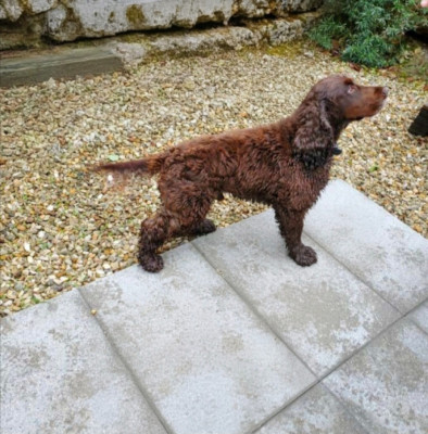 Étalon Cocker Spaniel Anglais - Tonnerre feu anche De L'harmonie Du Bonheur