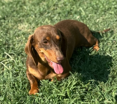 Étalon Teckel poil ras - VERSO Des p'tits chupa chups