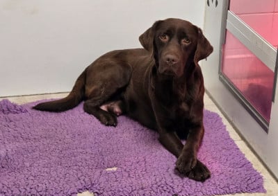 Étalon Labrador Retriever - Trixie Du Gardien Des Aulnois