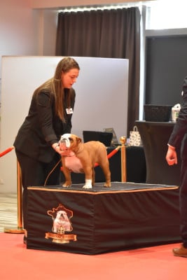 Étalon Bulldog Anglais - ARYA STARK de Théop's