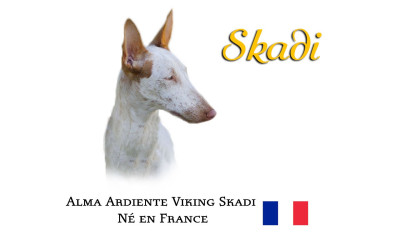 Étalon Podenco d'Ibiza - Alma Ardiente Viking skadi