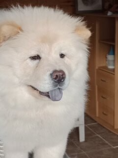 Étalon Chow Chow - YI JIAN ZHONGQING H- VILYA A LA CREME H- VILYA A LA CREME