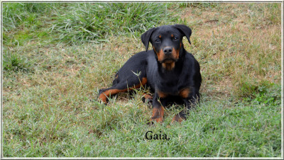 Étalon Rottweiler - Aïna dite Gaia (Sans Affixe)