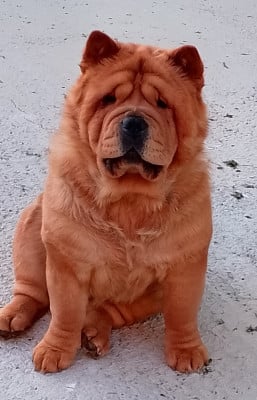 Étalon Chow Chow - J'uma YI JIAN ZHONGQING