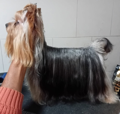 Étalon Yorkshire Terrier - Indy casa das amendoeiras