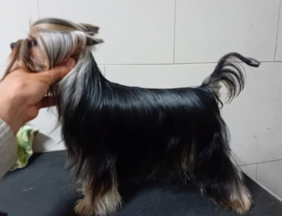 Étalon Yorkshire Terrier - New kid on the block da casa das amendoeiras