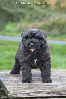 Étalon Bouvier des Flandres - Astrid des trois bouteilles
