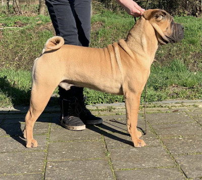 CH. Full of Fire s You can t hurry love