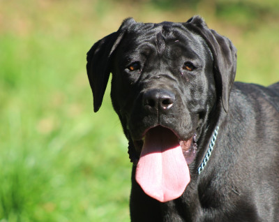 Étalon Cane Corso - Aida de Genevayse