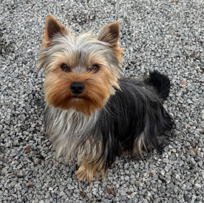 Étalon Yorkshire Terrier - vasy du moulin de madjurie