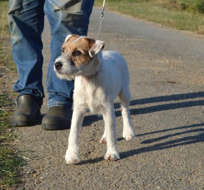 Étalon Parson Russell Terrier - Volnay Du Jardin D'inuko