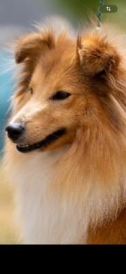 Étalon Shetland Sheepdog - NASTURTIUM of sunny glen