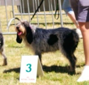 Étalon Griffon bleu de Gascogne - Ruby de la vallée de l'Arcomie