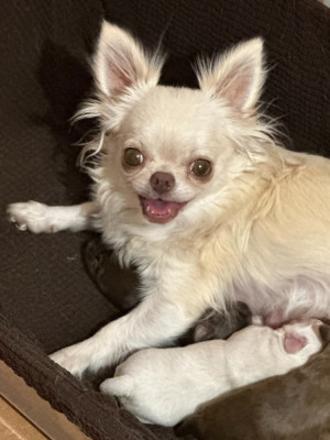 Étalon Chihuahua - VAROUKA Des Anges d'Agapi