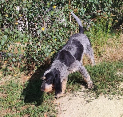 Étalon Griffon bleu de Gascogne - Unes de la vallée de l'Arcomie