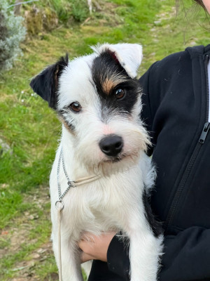 Étalon Parson Russell Terrier - Vasco des very important Parson