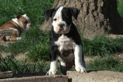 Étalon Bulldog continental - Avana Du Domaine Du Grelot Perdu