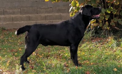 Étalon Labrador Retriever - living links TRACKR
