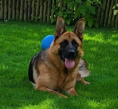 Étalon Berger Allemand - Usiy de Quezac