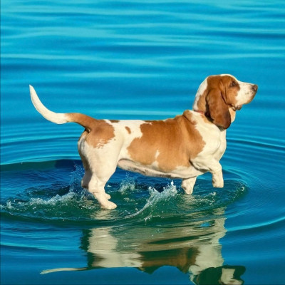 UGGUETTE ELEVAGE DU MIDDEL WEG