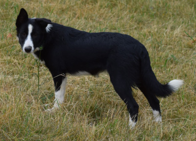 Étalon Border Collie - ARYA De La Vallee Du Douro