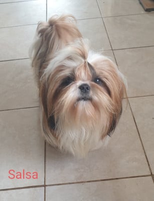Étalon Shih Tzu - Salsa du Démon du prieuré aux comtes