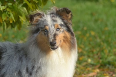 Étalon Shetland Sheepdog - Virtuosa De La Colline d'Ans