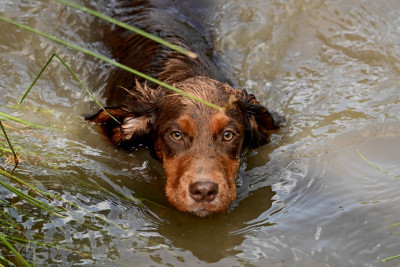 Étalon Cocker Spaniel Anglais - Xu of Glharama