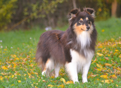 Étalon Shetland Sheepdog - Blue witch Valentine's day