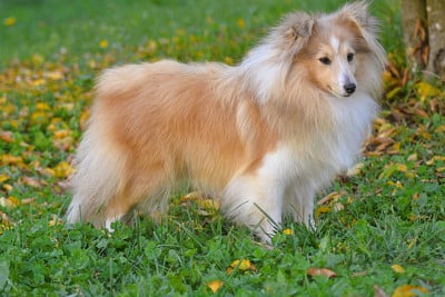 Étalon Shetland Sheepdog - Very irresistible Wallis des Collines de Sagne